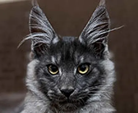 Maine Coon