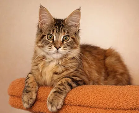 Maine Coon