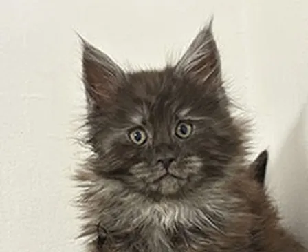 Maine Coon
