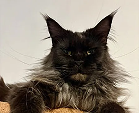 Maine Coon