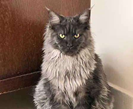 Maine Coon