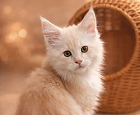 Maine Coon