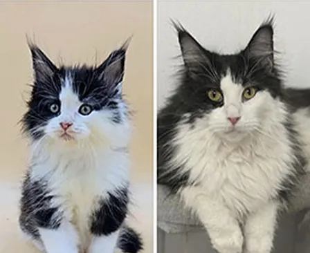 Maine Coon